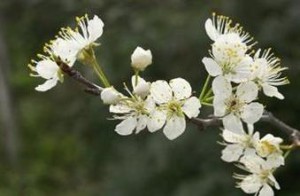 Mexican Plum