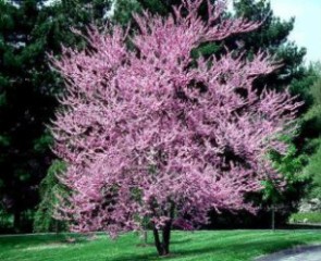 Texas Redbud