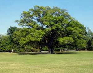 Live Oak