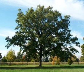 Bur Oak
